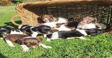 English Springer Spaniel dogs - Advert 12