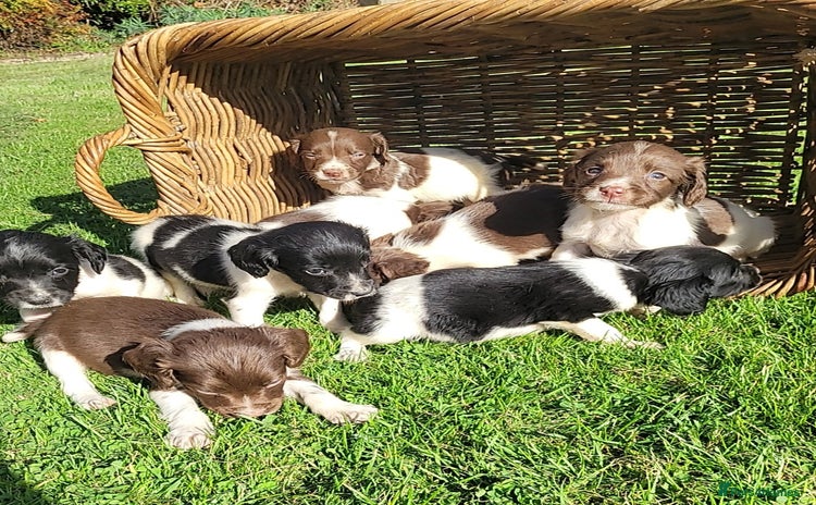 English Springer Spaniel dogs - Advert 7
