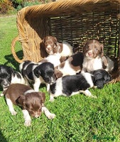 English Springer Spaniel dogs - Advert 3