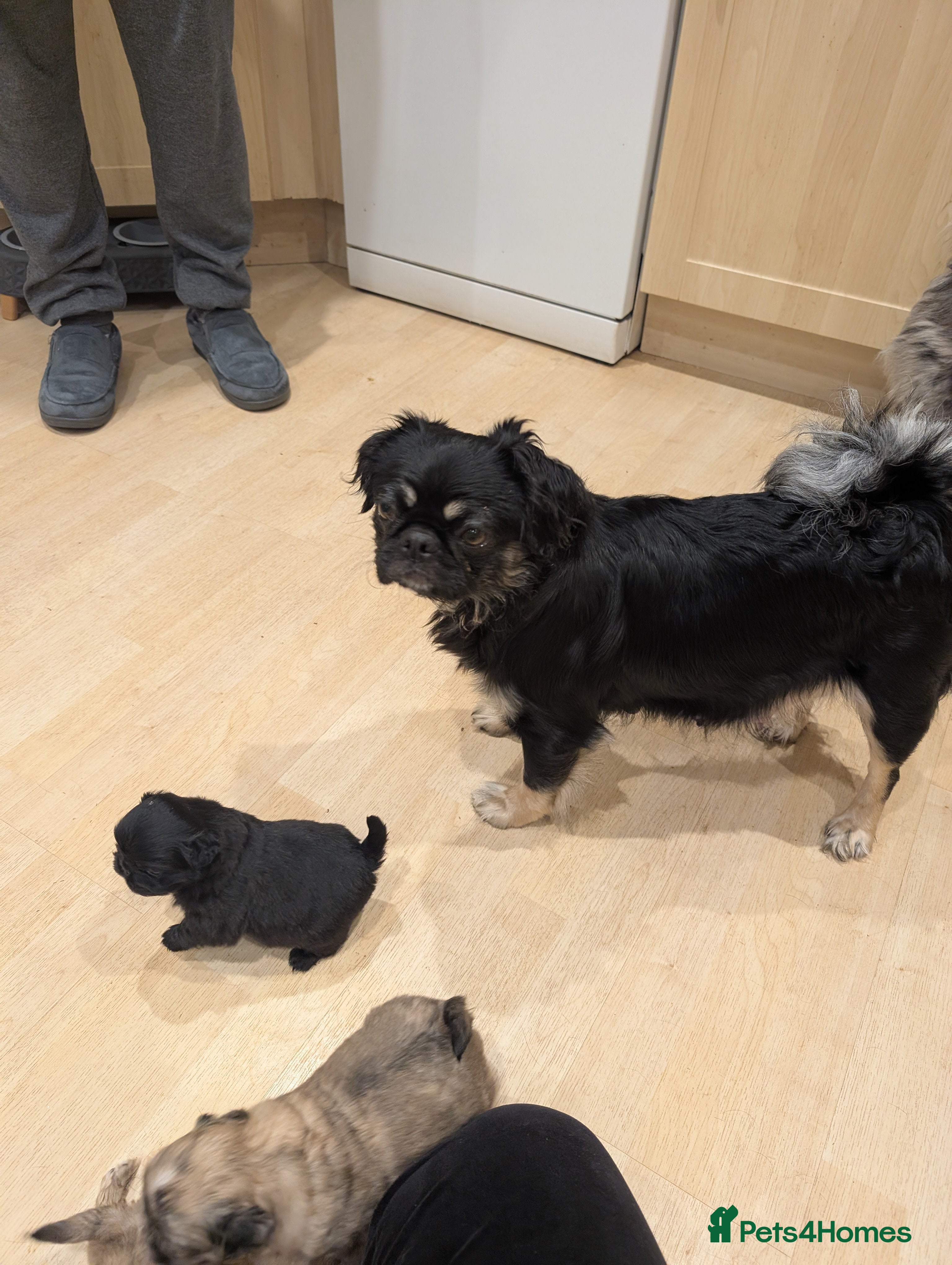 Puggle dogs 4 gorgeous pugs for sale  - Advert 2