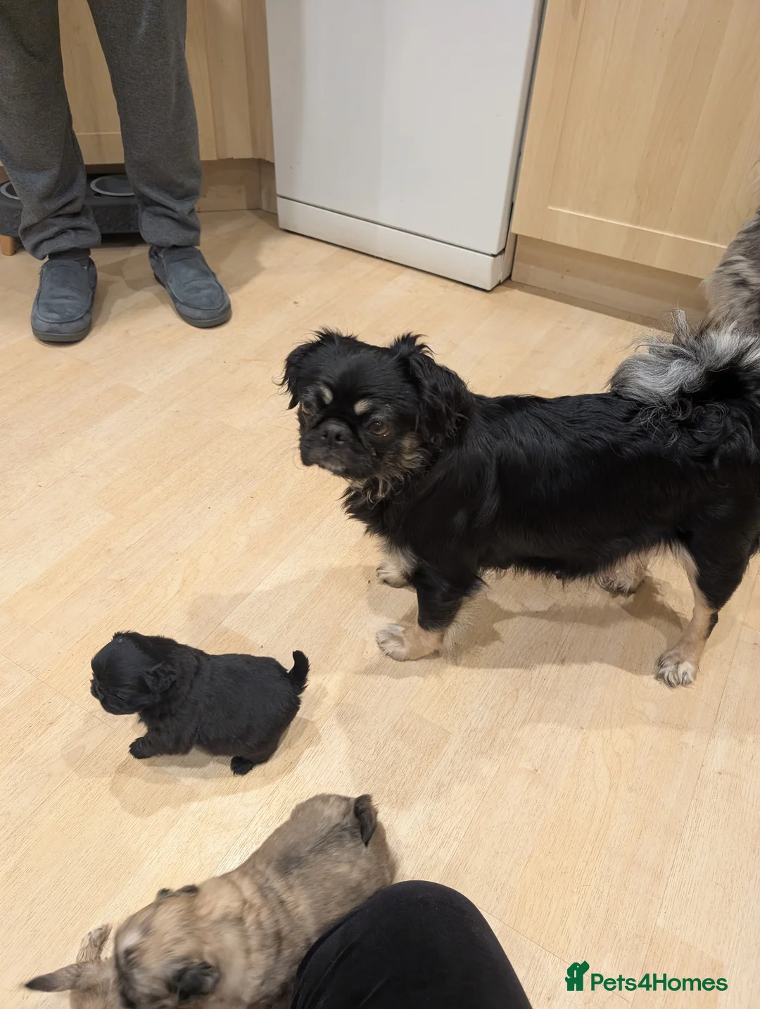 Puggle dogs for sale: 4 gorgeous pugs for sale  - Advert 1