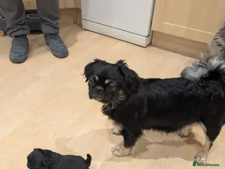 Puggle dogs 4 gorgeous pugs for sale - Advert 2