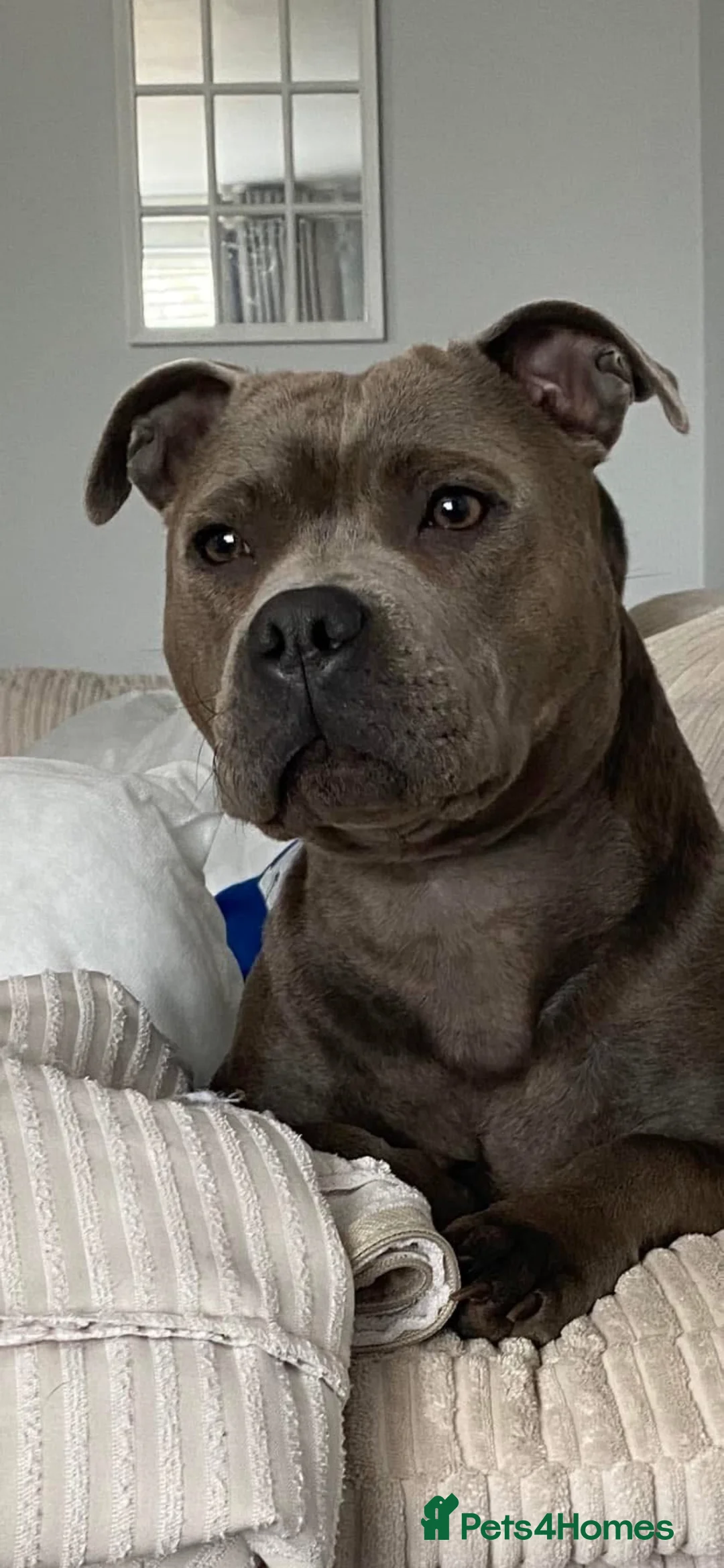 Staffordshire Bull Terrier dogs for sale: KC Registered Staffordshire Bullterrier Litter  - Advert 2
