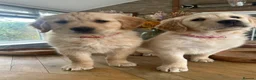 Golden Retriever dogs for sale:  Ready now Kc registered golden retriever puppies - Advert 8