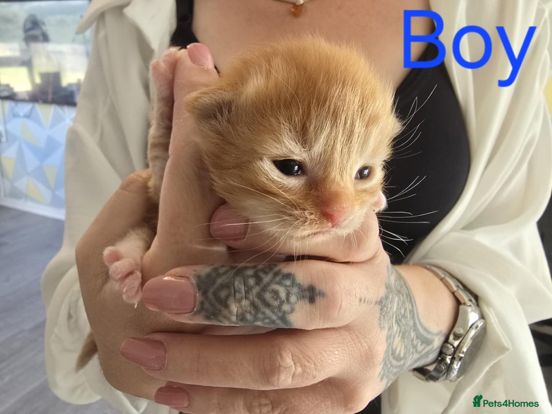 Mixed Breed cats for sale: Adorable Kittens Looking for Their Forever Homes - Image 18
