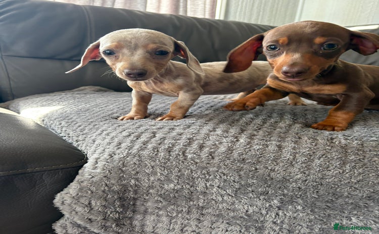 Dachshund dogs - Advert 16