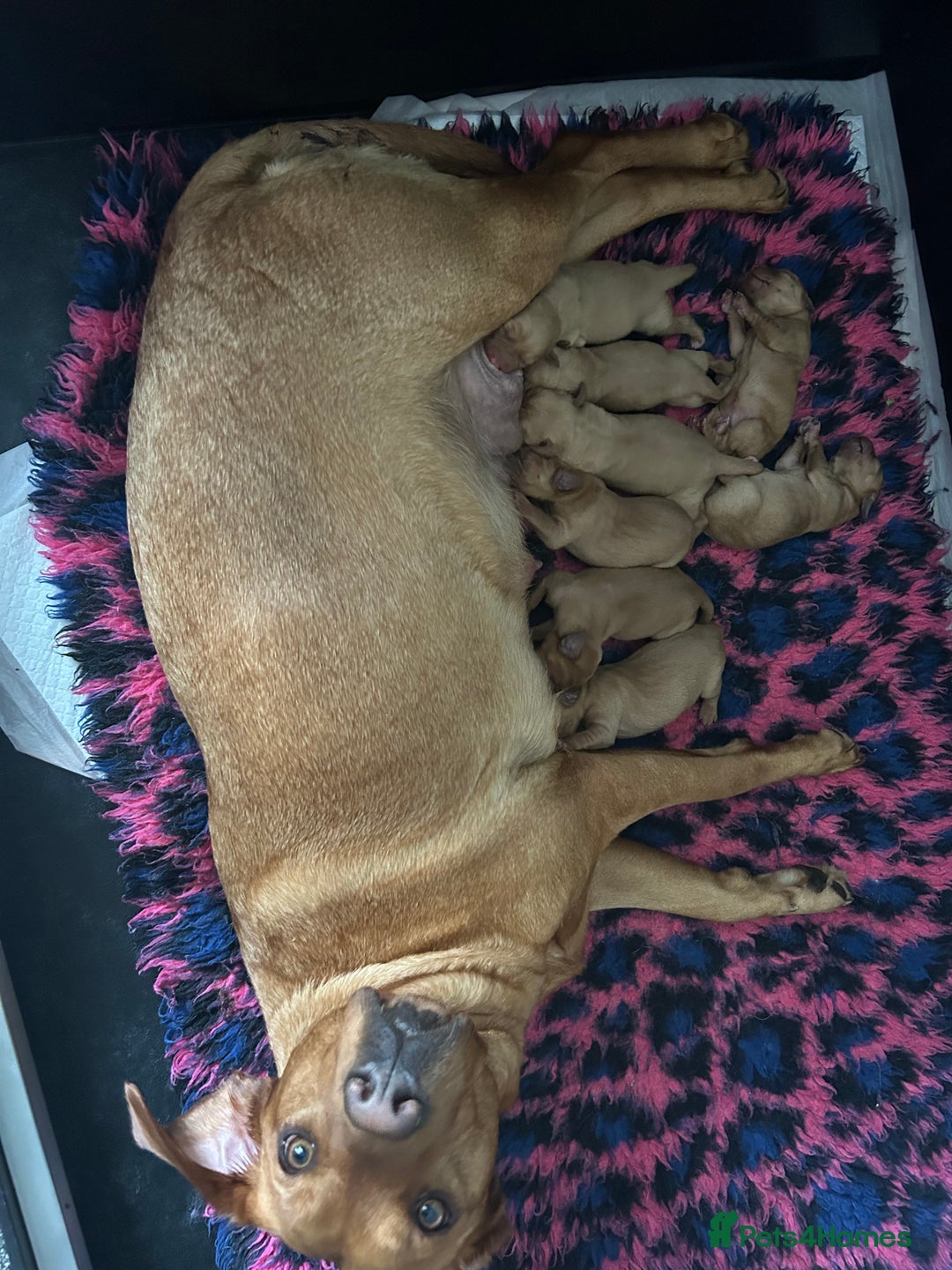 Labrador Retriever dogs for sale: Outstanding fully health tested Red Labradors  - Image 2