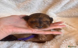 Irish Doodle dogs for sale: 🐾 F1 Beautiful Miniature Irish Doodle Puppies 🐾  - Image 16