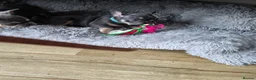 French Bulldog dogs for sale: Adorable French bulldog pups for sale  in Ware - Advert 12