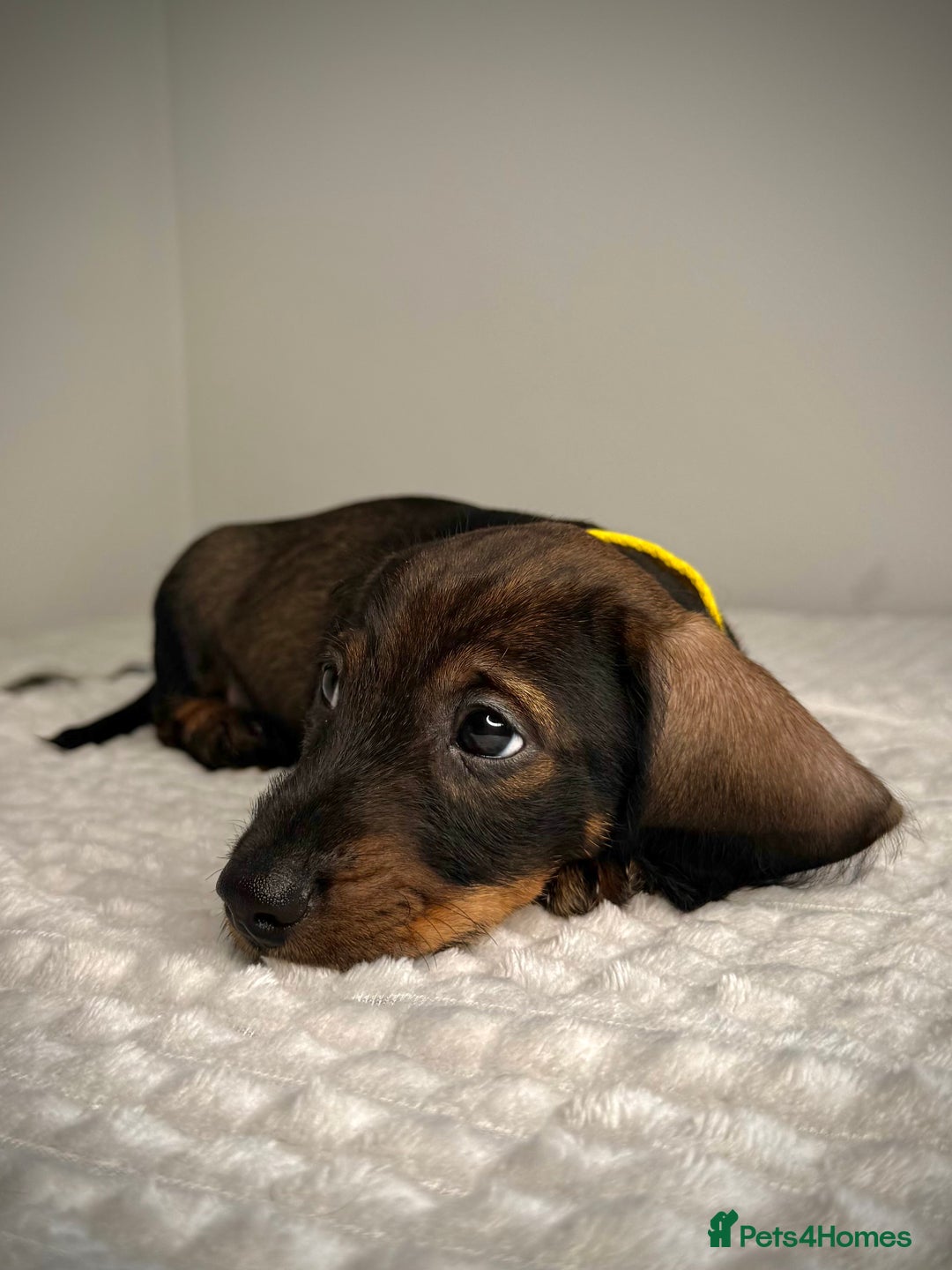 Miniature Dachshund dogs for sale: KC Reg Wire Haired Miniature Dachshund Puppies  - Advert 27