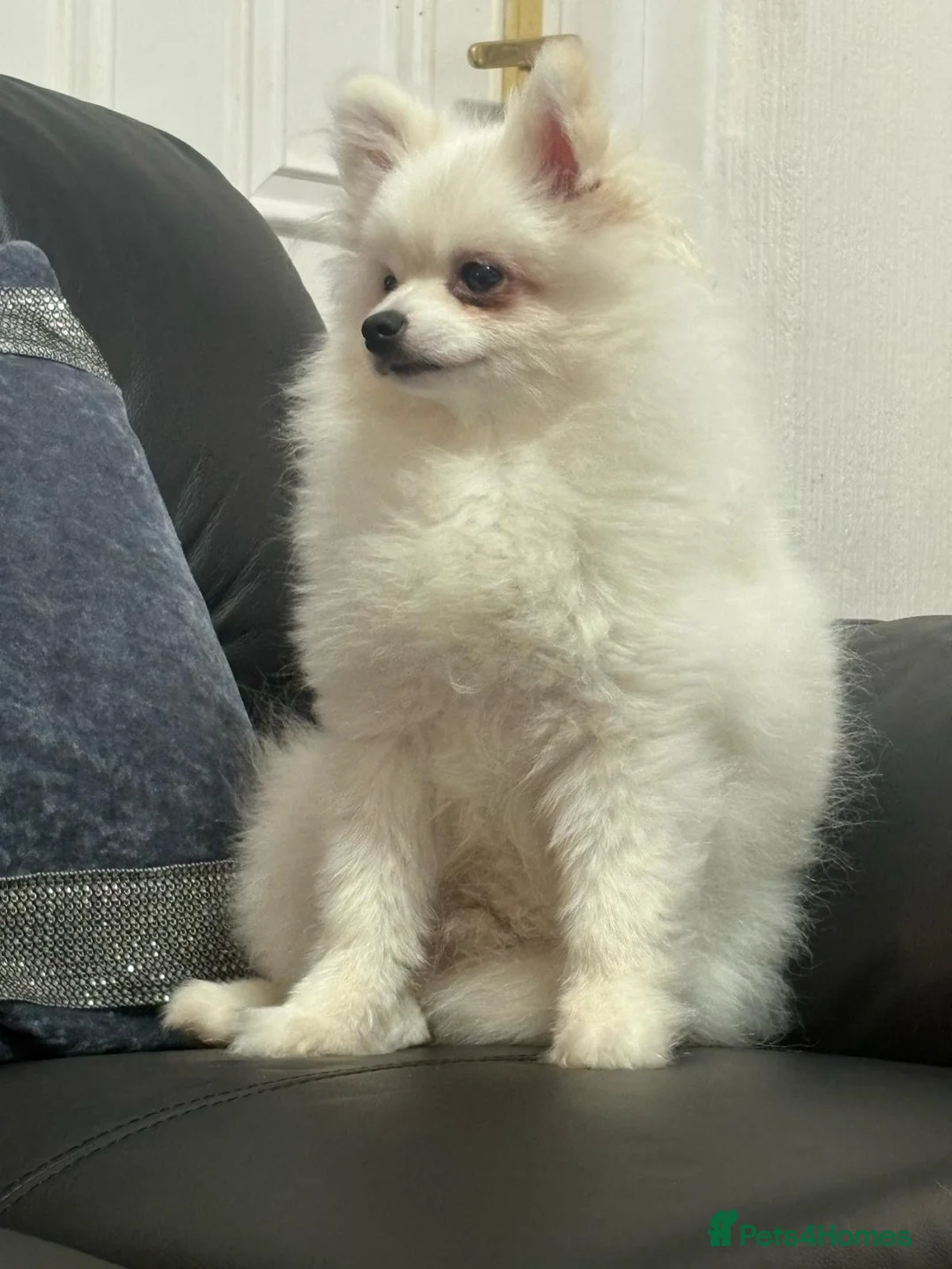 Pomeranian dogs for sale: Stunning little Pomeranian KC white Boy - Advert 2