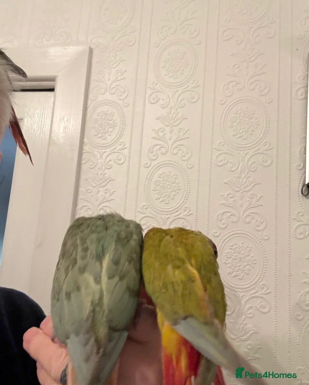 Conures birds for sale: Hand reared baby conures - Advert 4