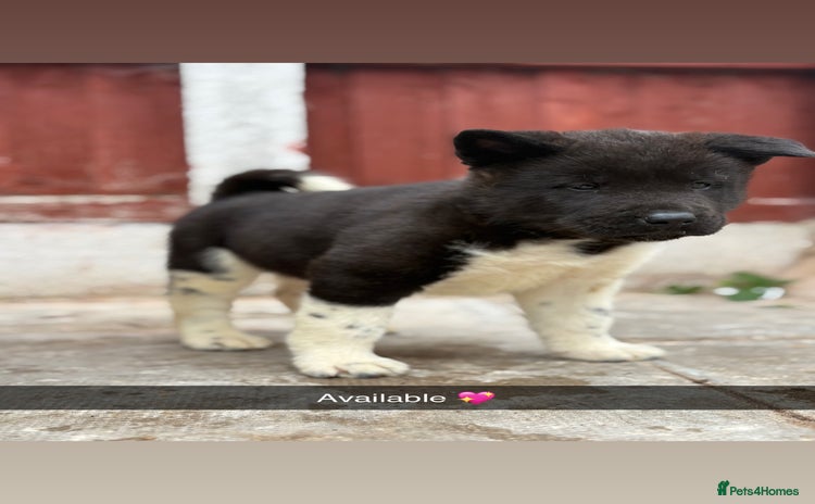 Akita dogs - Advert 1