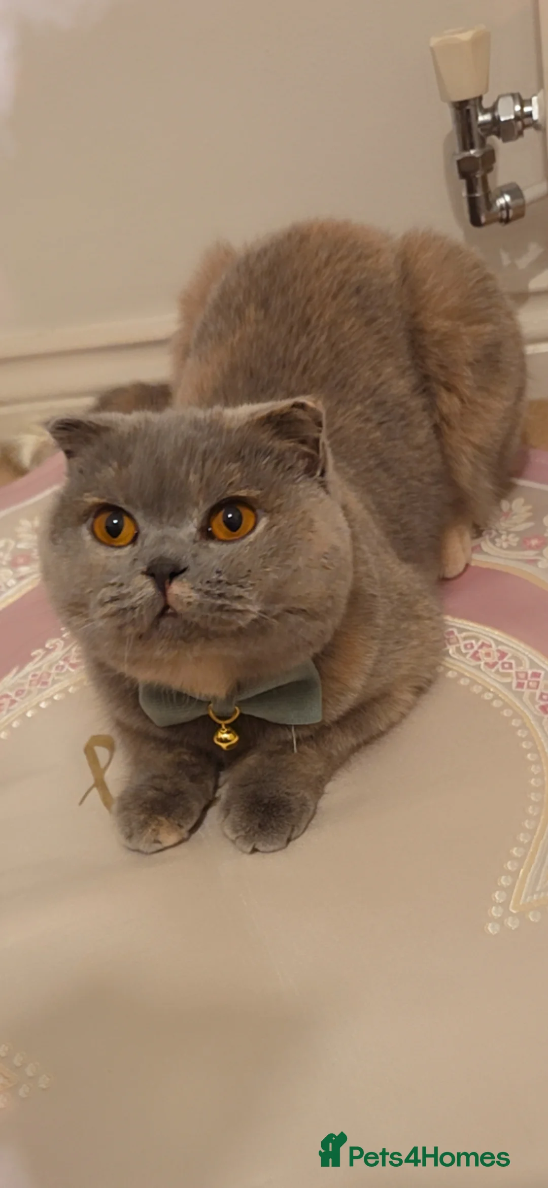 British Shorthair cats for sale: British Short Hair - Advert 7