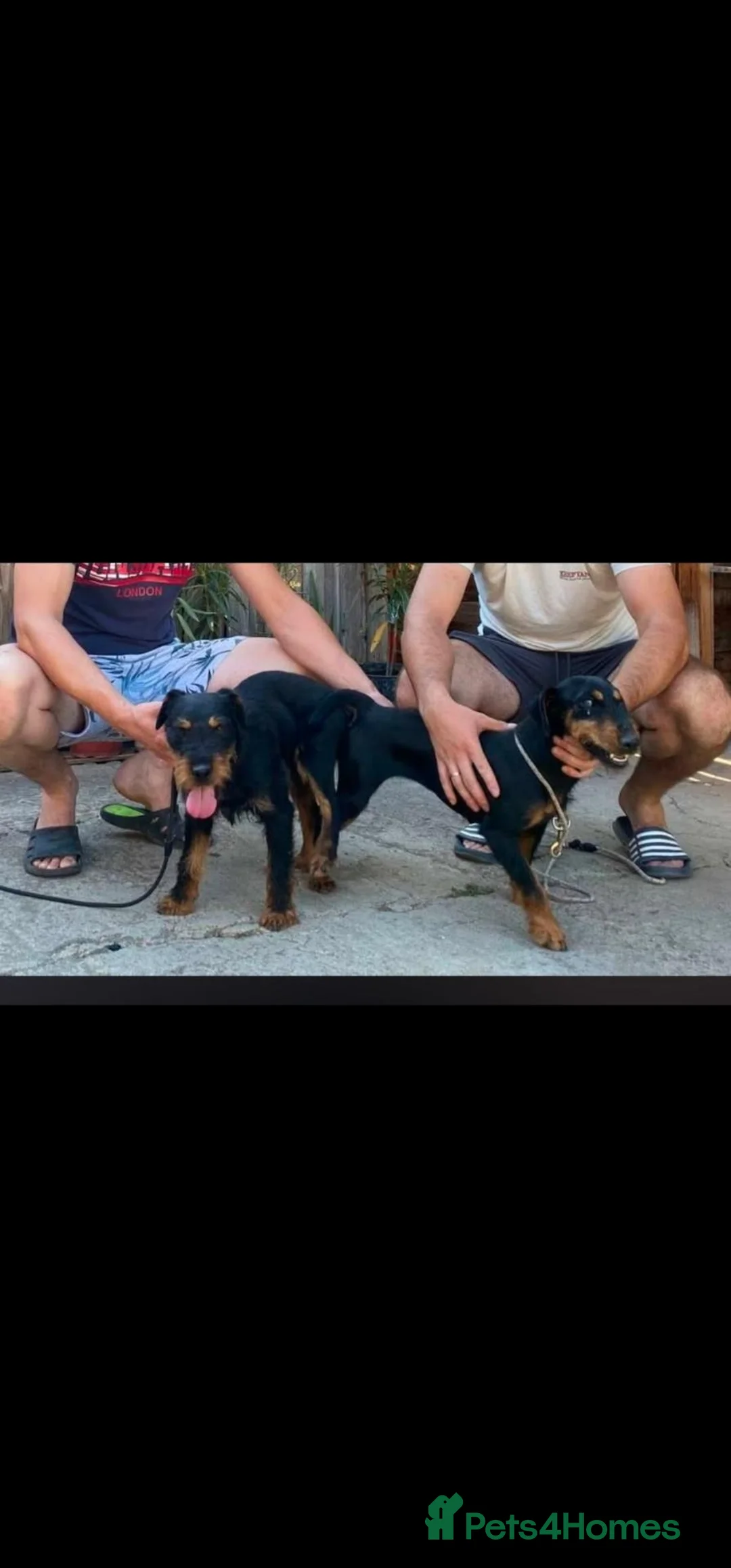 Jagdterrier dogs for sale: Jagdterrier female fci registered  - Advert 3