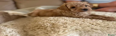 Maltipoo 2