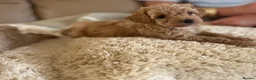 Maltipoo dogs for sale: Quality Maltipoo puppy’s  - Advert 2