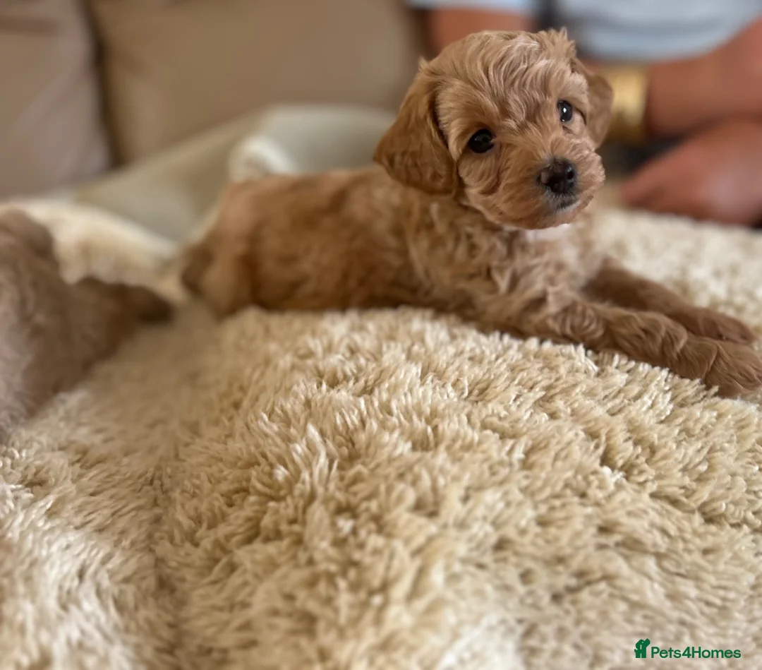Maltipoo dogs for sale: Quality Maltipoo puppy’s  - Advert 2