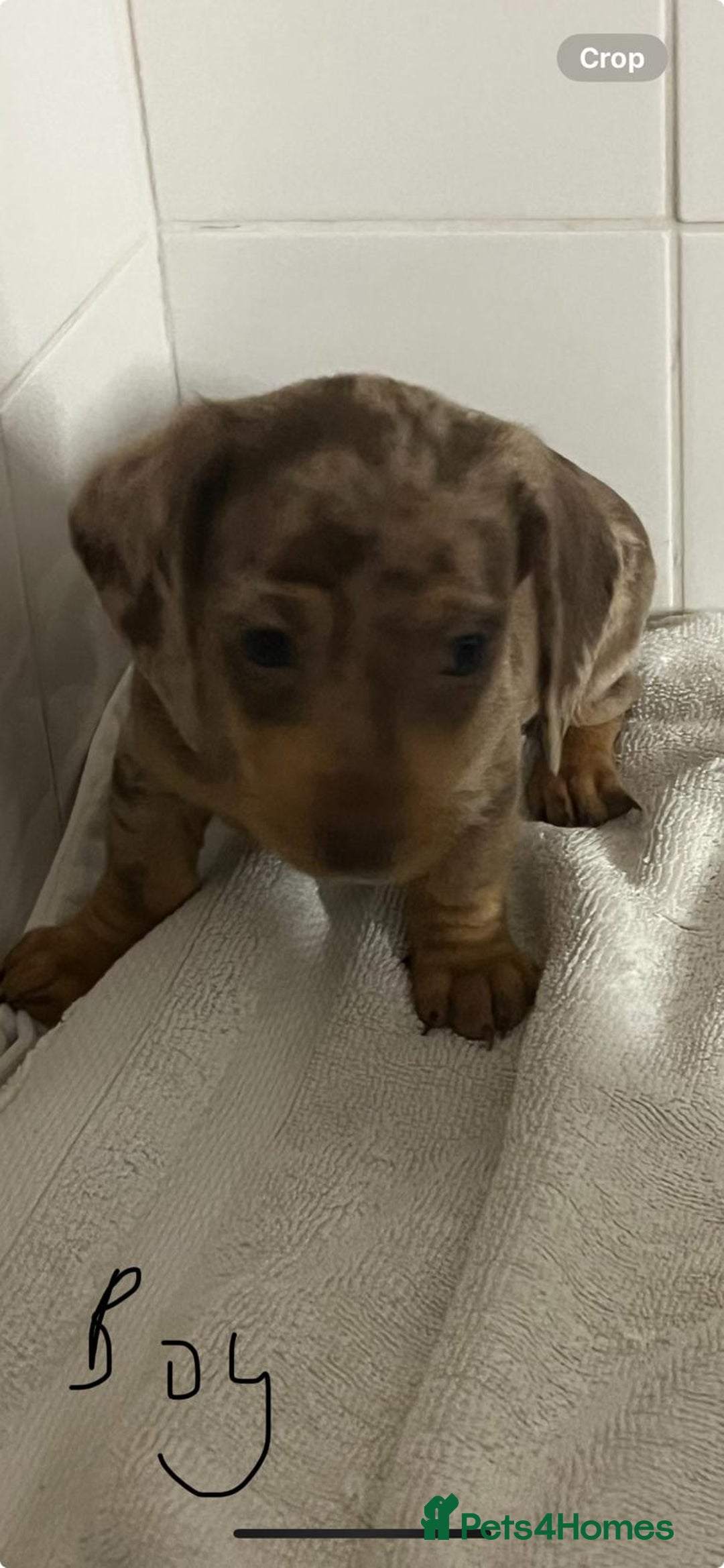 Miniature Dachshund dogs for sale: Mini dachshund - Advert 5