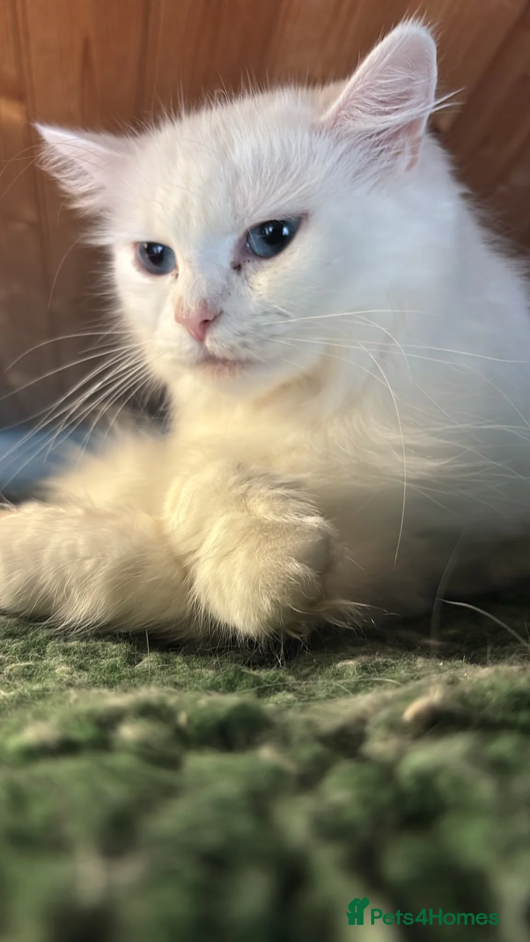 Persian cats for sale: 3 year old cat  - Advert 1