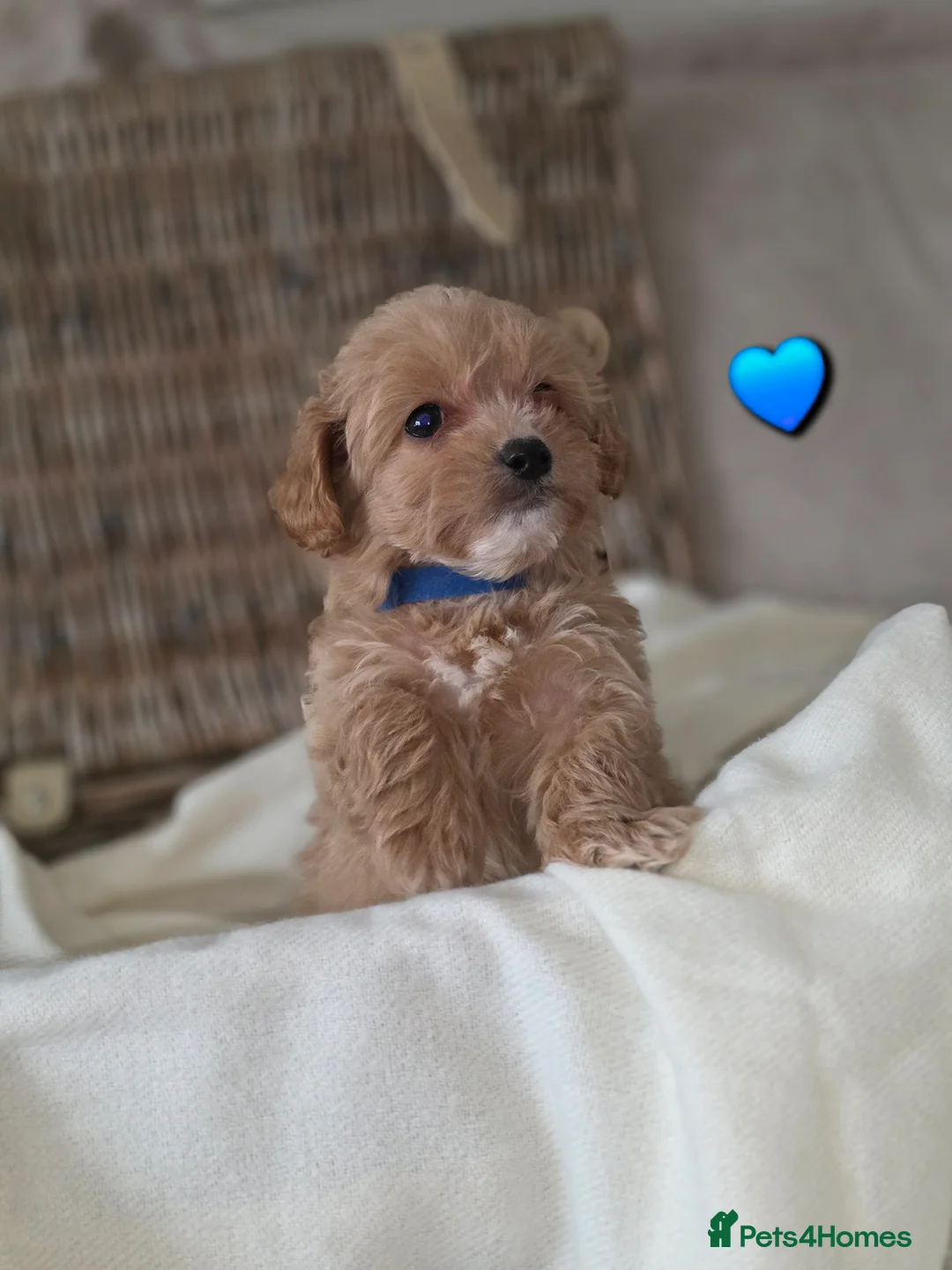 Maltipoo dogs for sale: Five gorgeous multi-poo puppies 3boys 2 girls - Advert 18