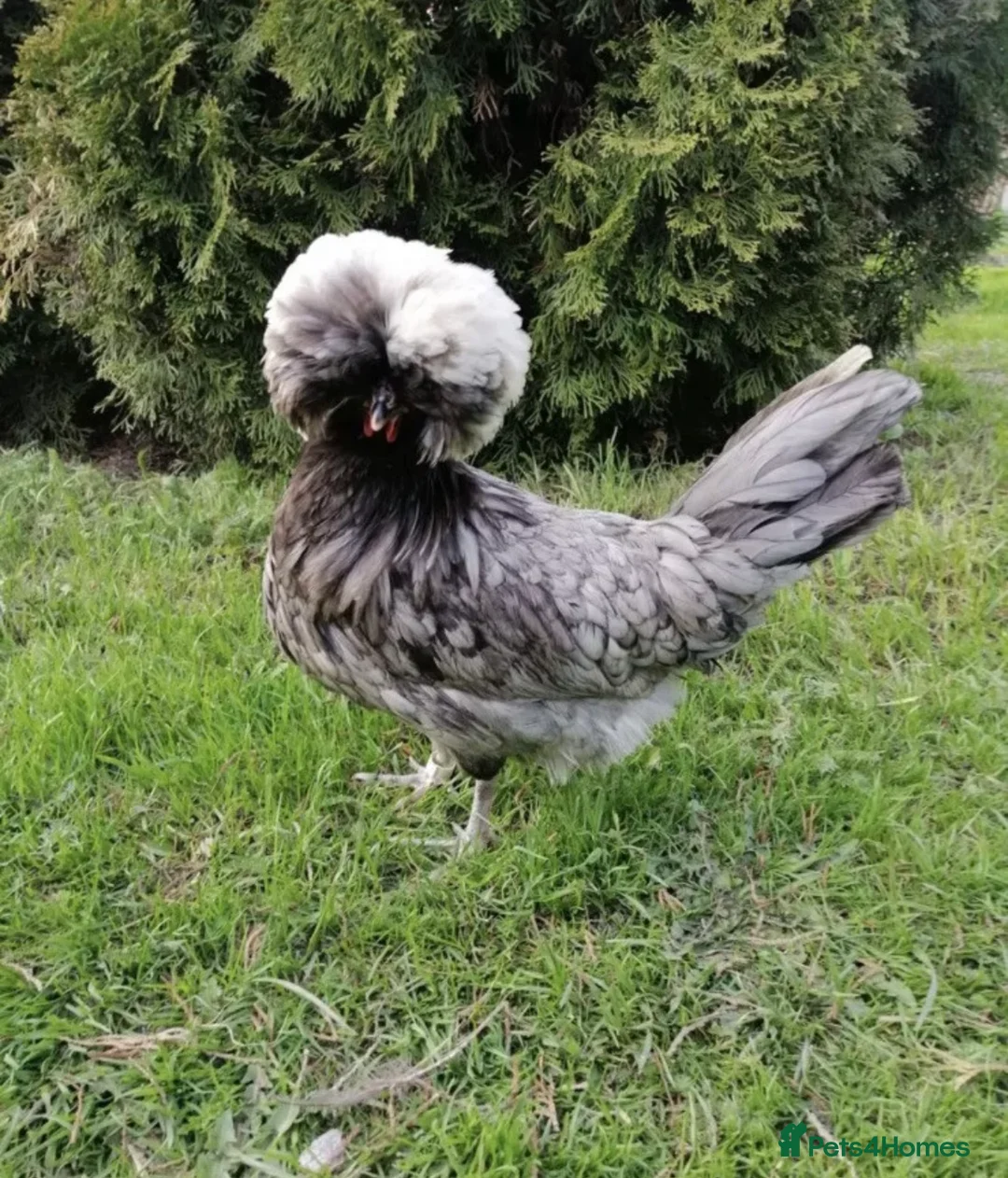 Chickens poultry for sale: 6x Polish Hatching Eggs - Fast Shipping 🥚🐣🐥 - Advert 2