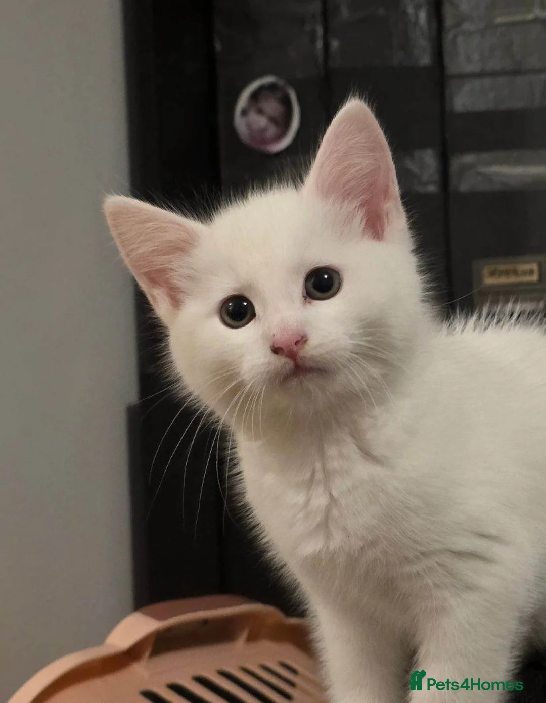 Khao Manee cats for sale: Khao Manee kitten 🐱 - Advert 2