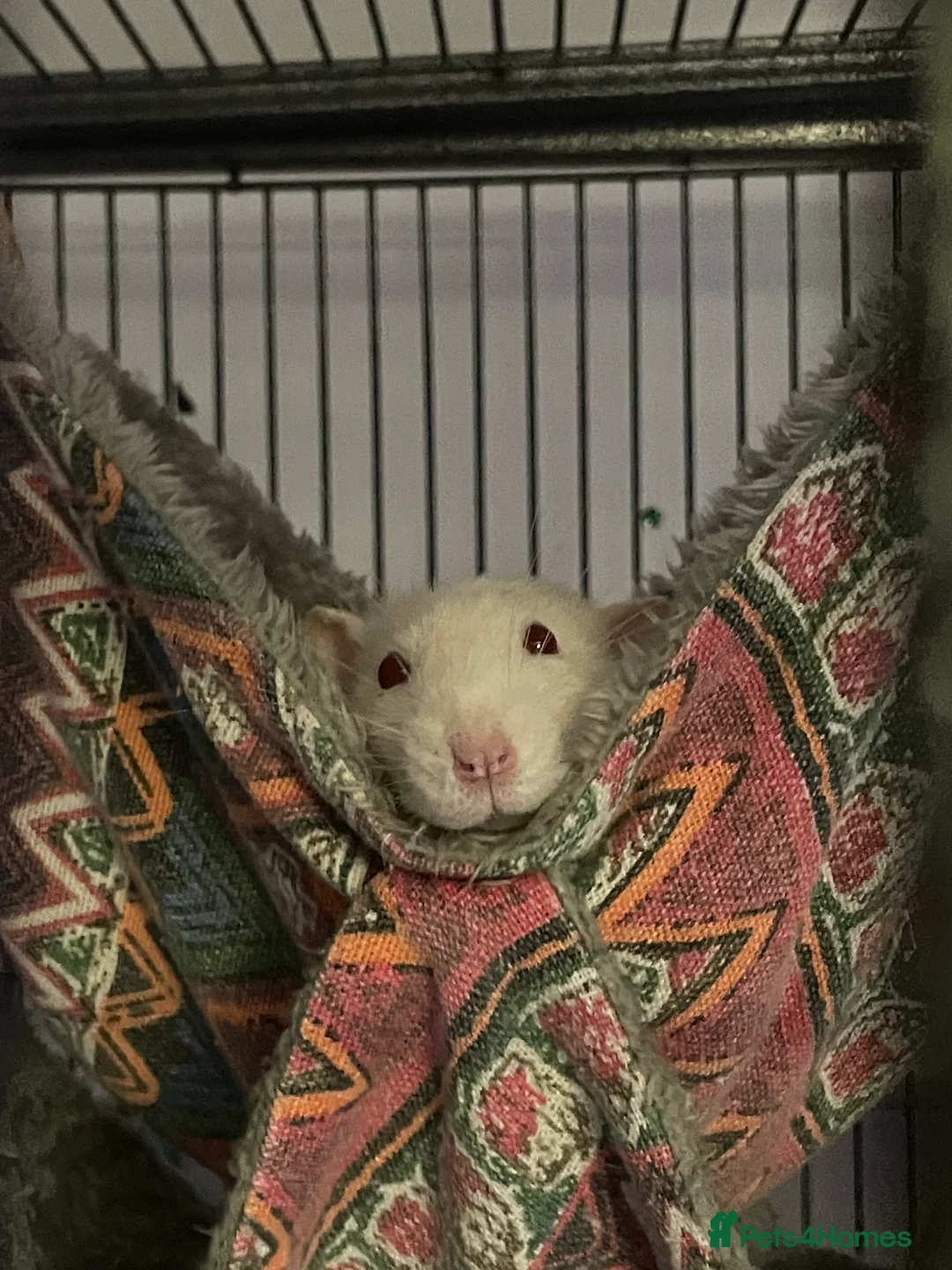 Rat rodents for sale: 4 super friendly precious male rats <3 in Highbridge - Advert 2