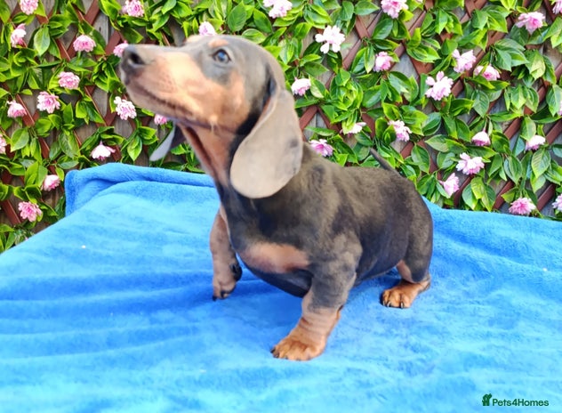 Miniature Dachshund dogs READY NOW STANDARD KC REG DACHSUNDS PRA CLR - Advert 2