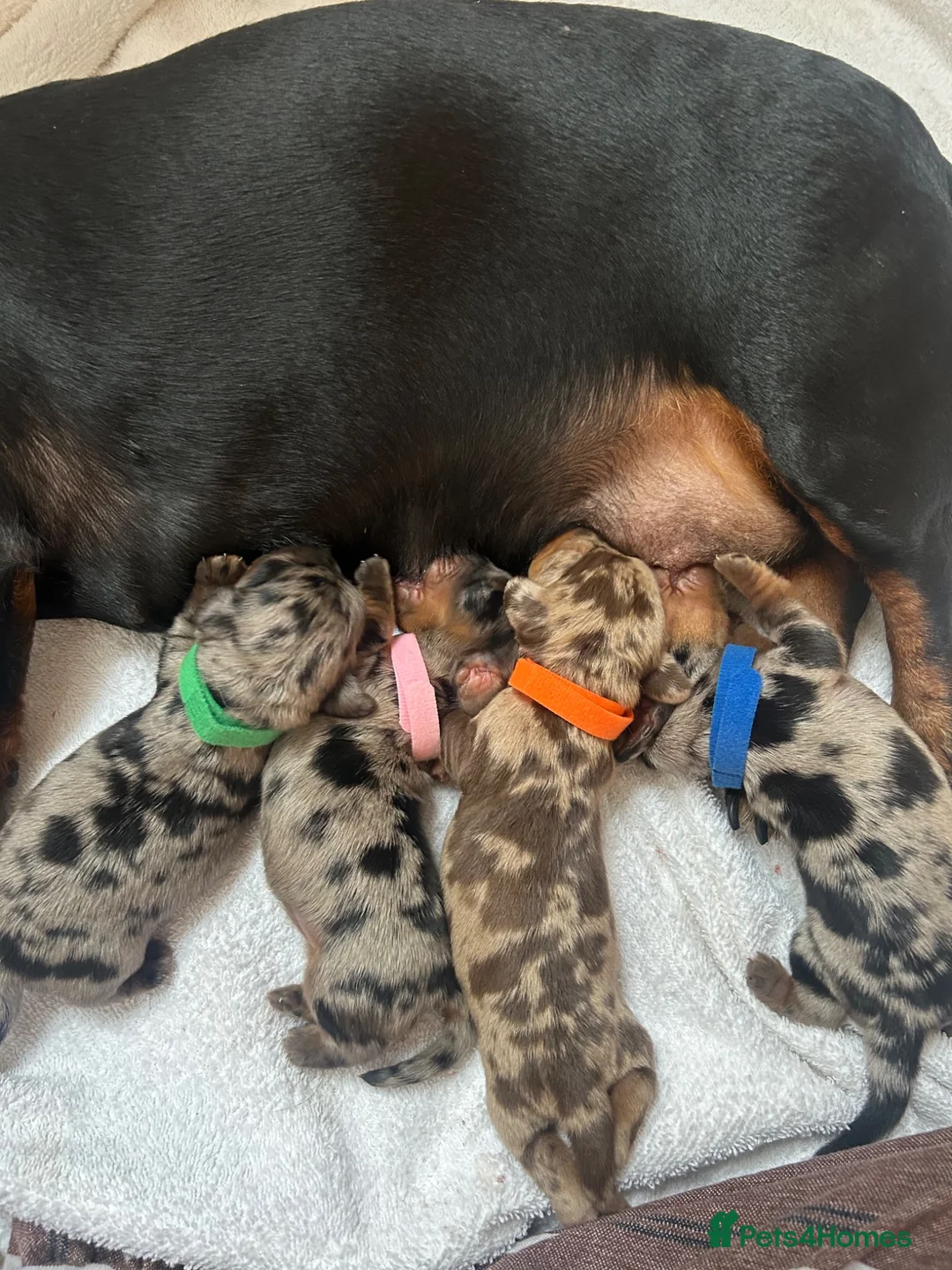 Miniature Dachshund dogs for sale:  KC Registered Miniature Dachshund Puppies - Advert 39