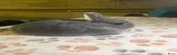 Netherland Dwarf rabbits for sale: blue otter Netherland dwarf does - Advert 21