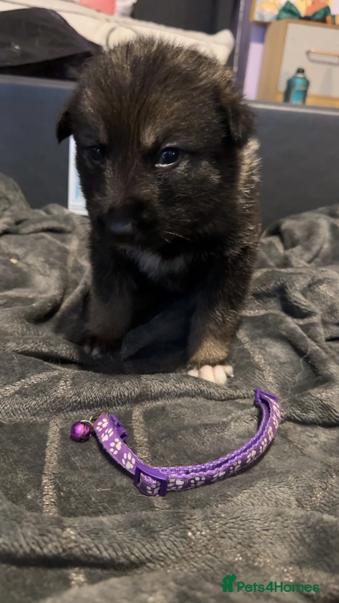 Shepsky dogs for sale: Husky cross German shepherd puppies - Advert 2