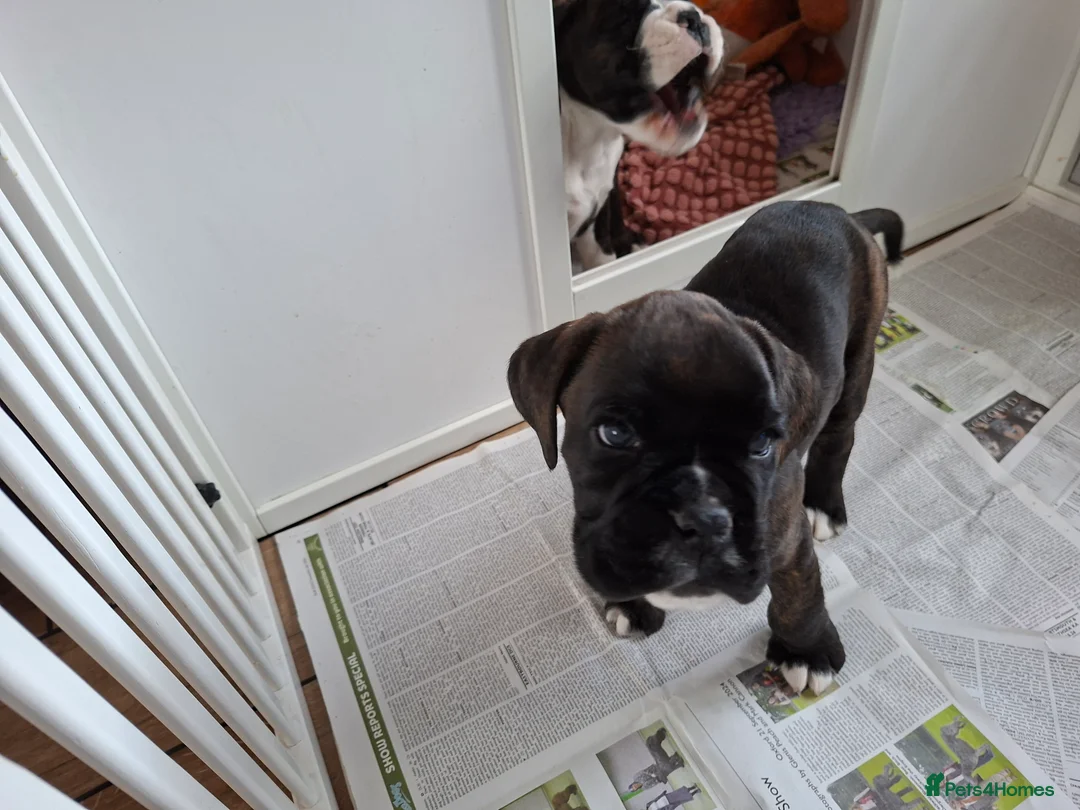 Boxer dogs for sale: Kc Reg Brindle Boy - Advert 2