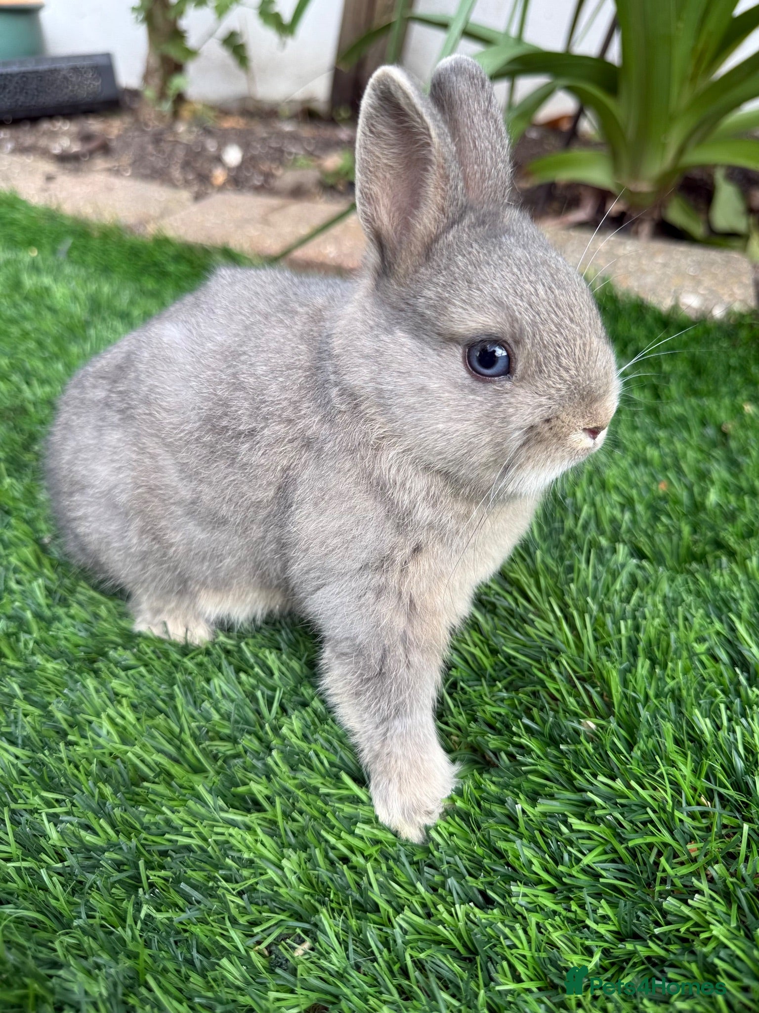 Netherland Dwarf rabbits Pure Netherland Dwarf  - Advert 1