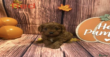 Cavapoo dogs - Advert 5