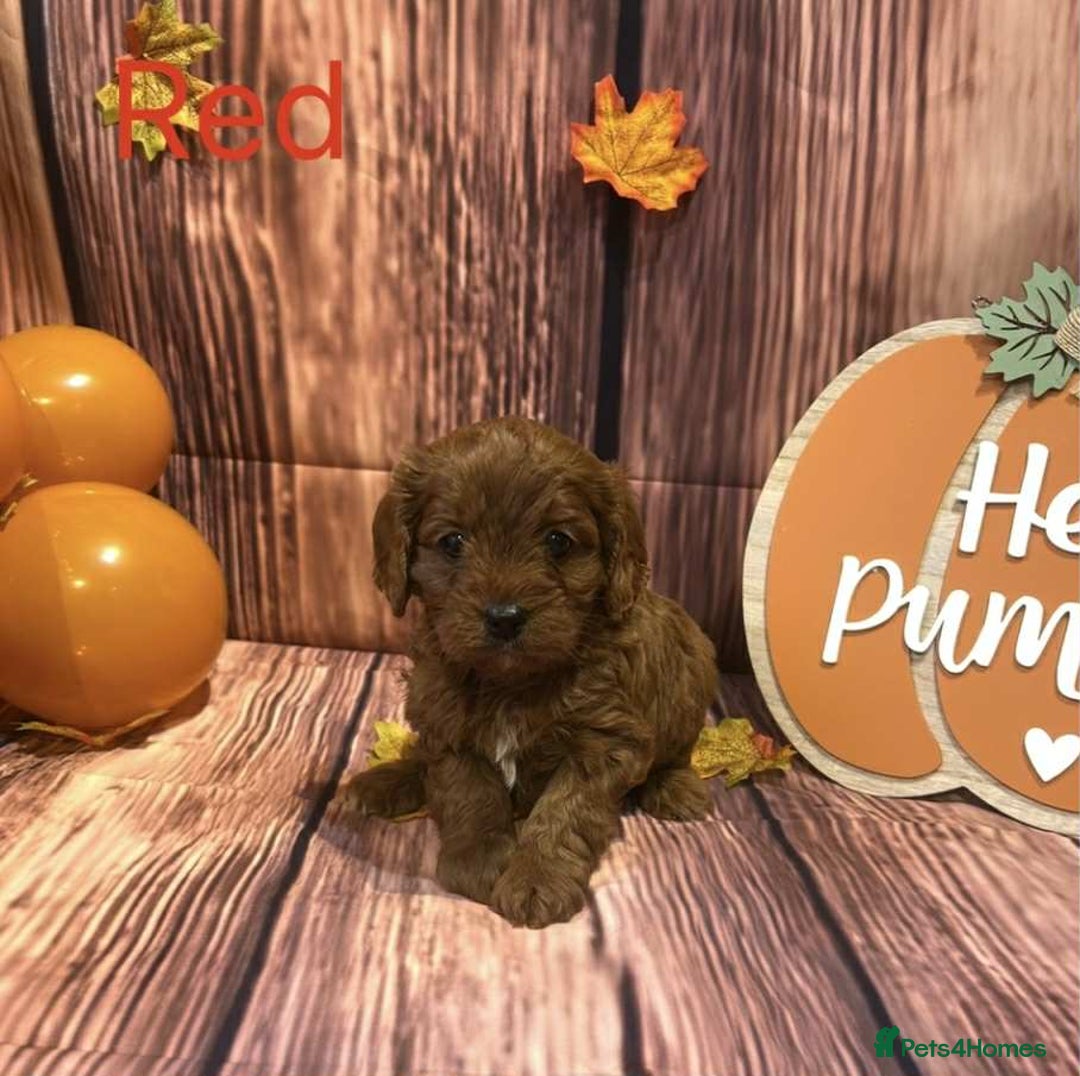 Cavapoo dogs for sale: Adorable Cavapoo Puppies - Image 2