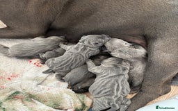 Staffordshire Bull Terrier dogs for sale: 💥READY TO LEAVE NOW 💥 PURE BLUE STAFFS PUPS🩵 in Barnsley - Image 5