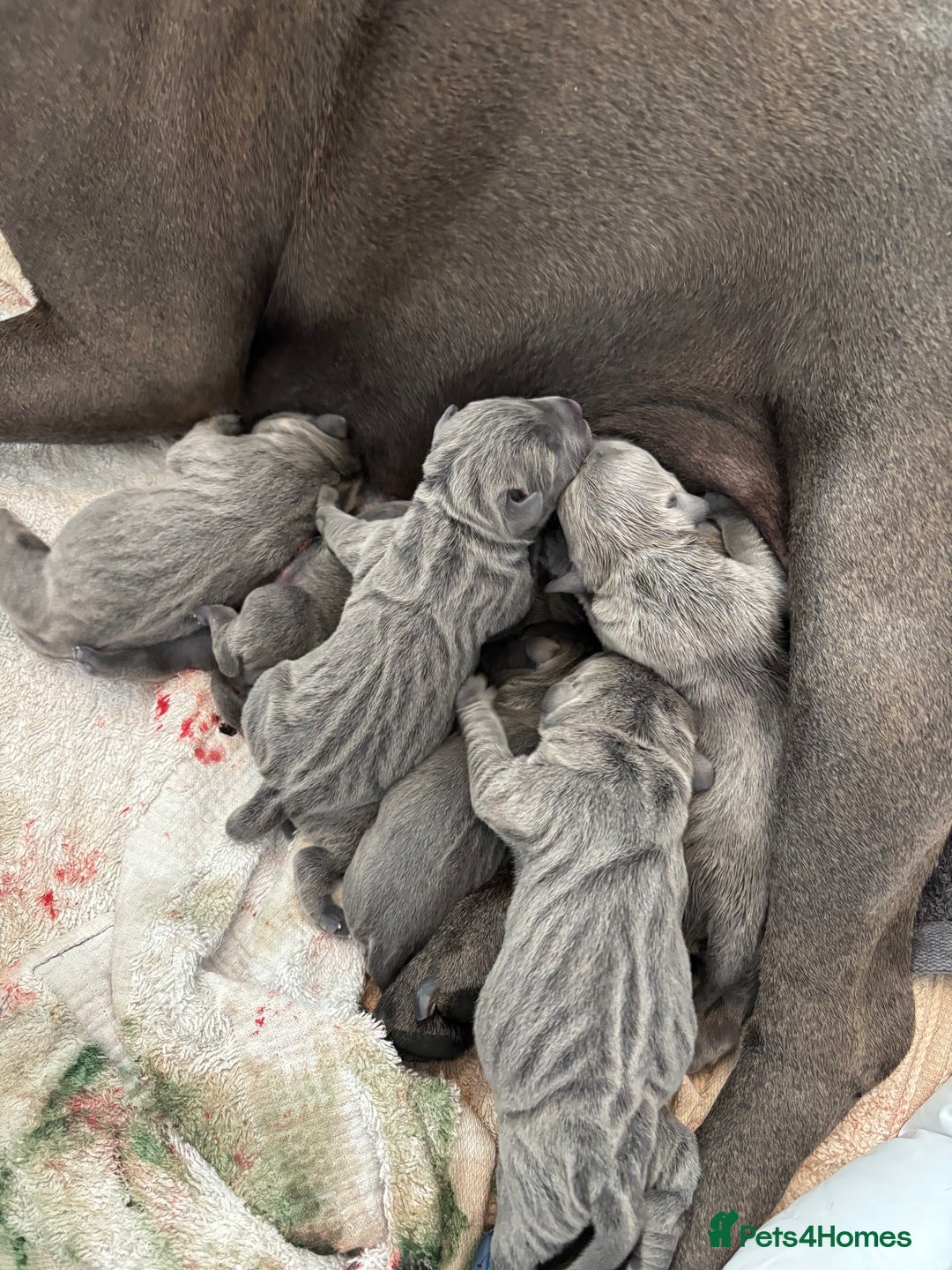 Staffordshire Bull Terrier dogs for sale: 💥READY TO LEAVE NOW 💥 PURE BLUE STAFFS PUPS🩵 in Barnsley - Image 5
