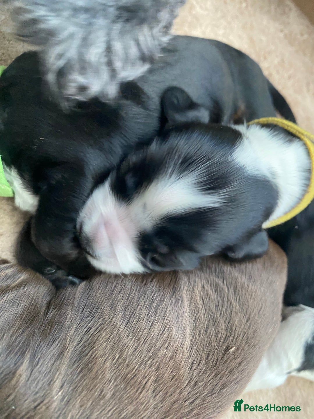 Cocker Spaniel dogs for sale: Cocker spaniels  - Advert 8