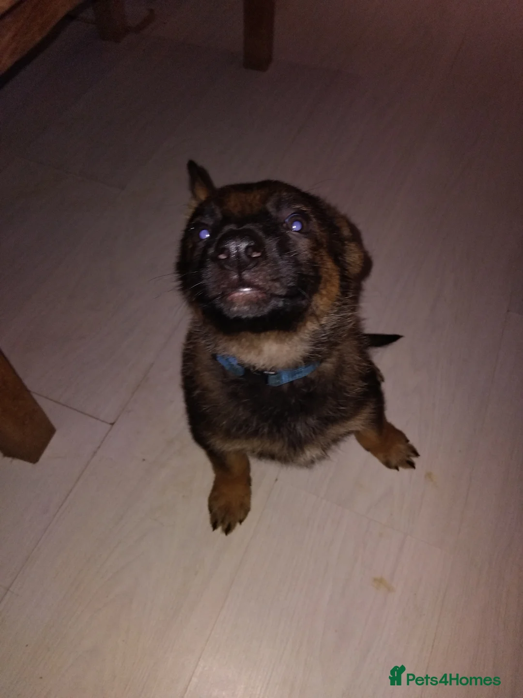 German Shepherd dogs for sale: German shepherd Czech line pups kc registered  - Advert 24