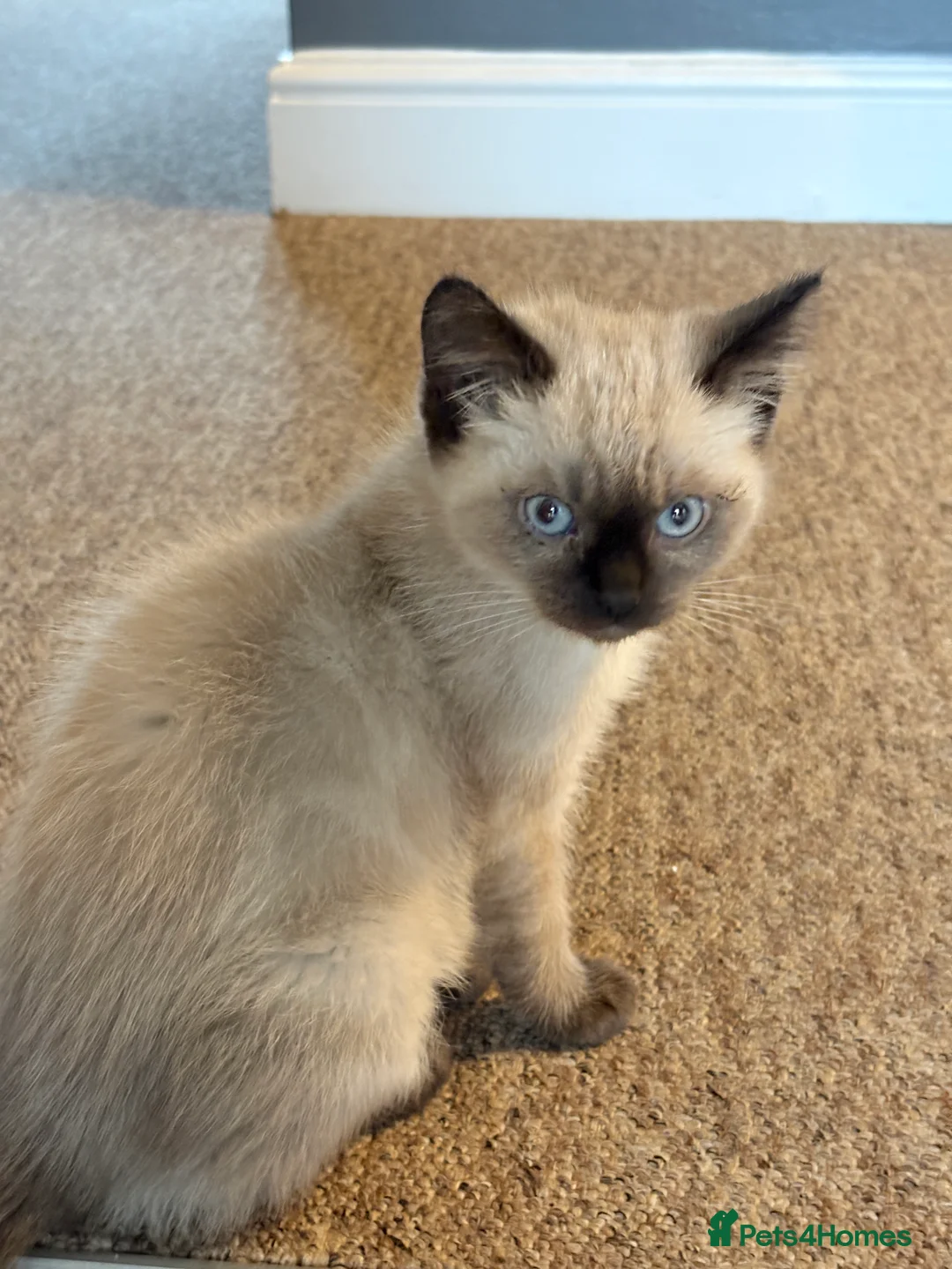 Mixed Breed cats for sale: Ragdoll X Maincoon - Advert 1