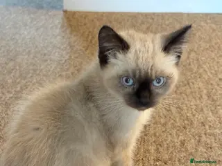 Mixed Breed cats Ragdoll X Maincoon - Advert 9