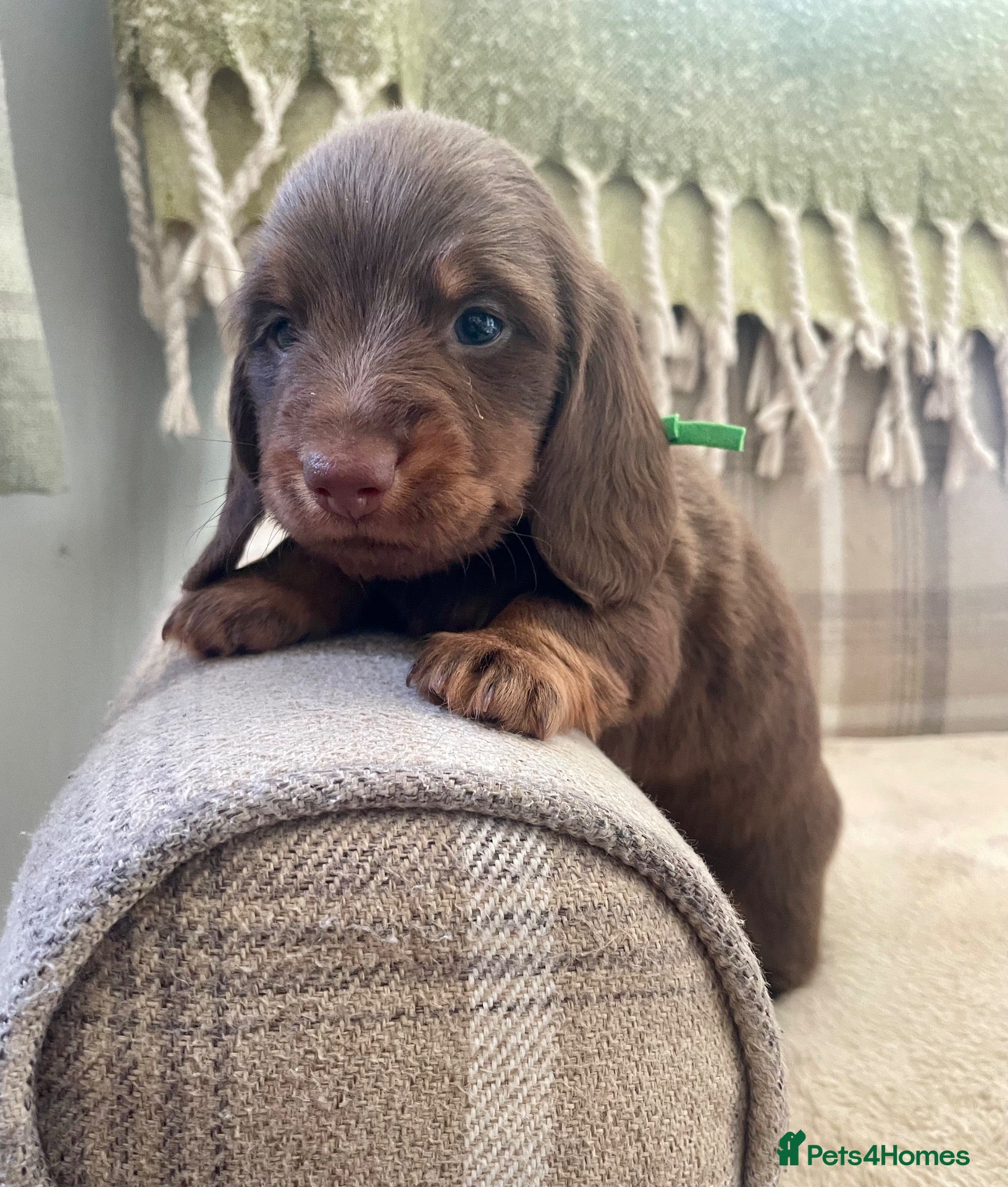 Miniature Dachshund dogs KC reg small Mini Dachshund puppies - Advert 2