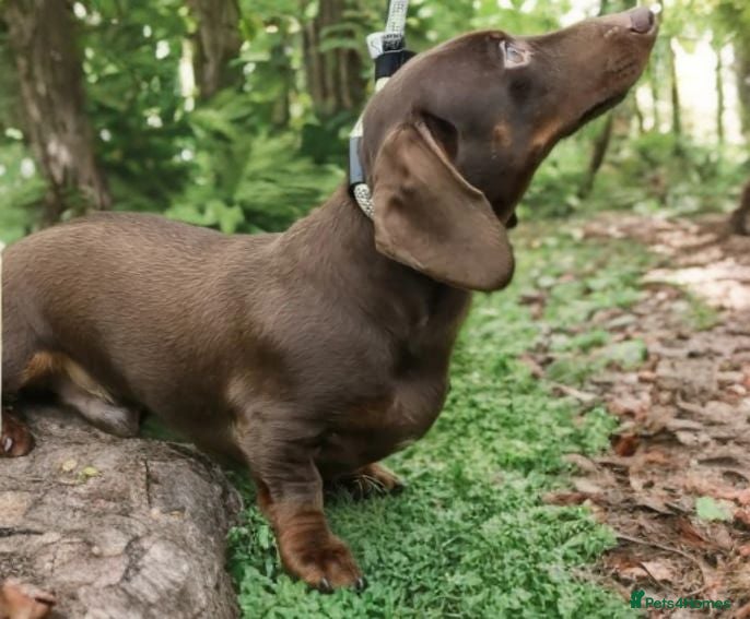 Miniature Dachshund dogs Smooth Chocolate Minature Dachshund Stud - Advert 2