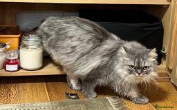 Persian cats for sale: Persian male  - Image 14