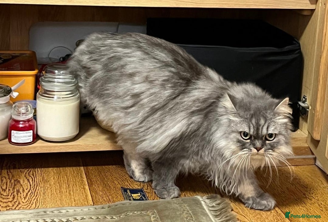 Persian cats for sale: Persian male  - Image 14
