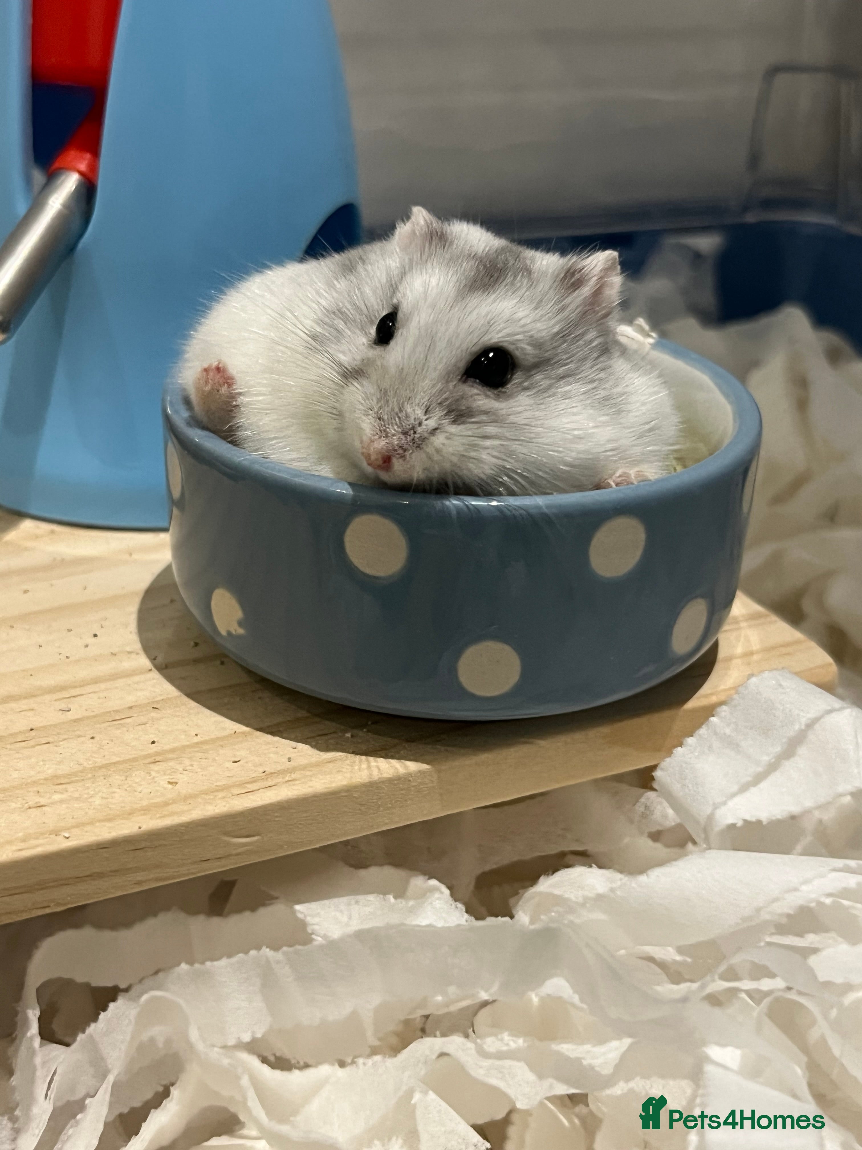 Hamster rodents COOKIE THE DWARF HAMSTER - Advert 1