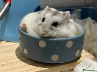 Hamster rodents COOKIE THE DWARF HAMSTER - Advert 1