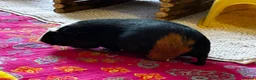 Guinea Pig rodents for sale: Pair of bonded female guinea pigs  in Plymouth - Advert 5