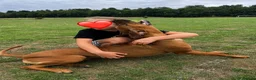 Rhodesian Ridgeback dogs for sale: European Champion Pedigree KC  in Retford - Advert 5